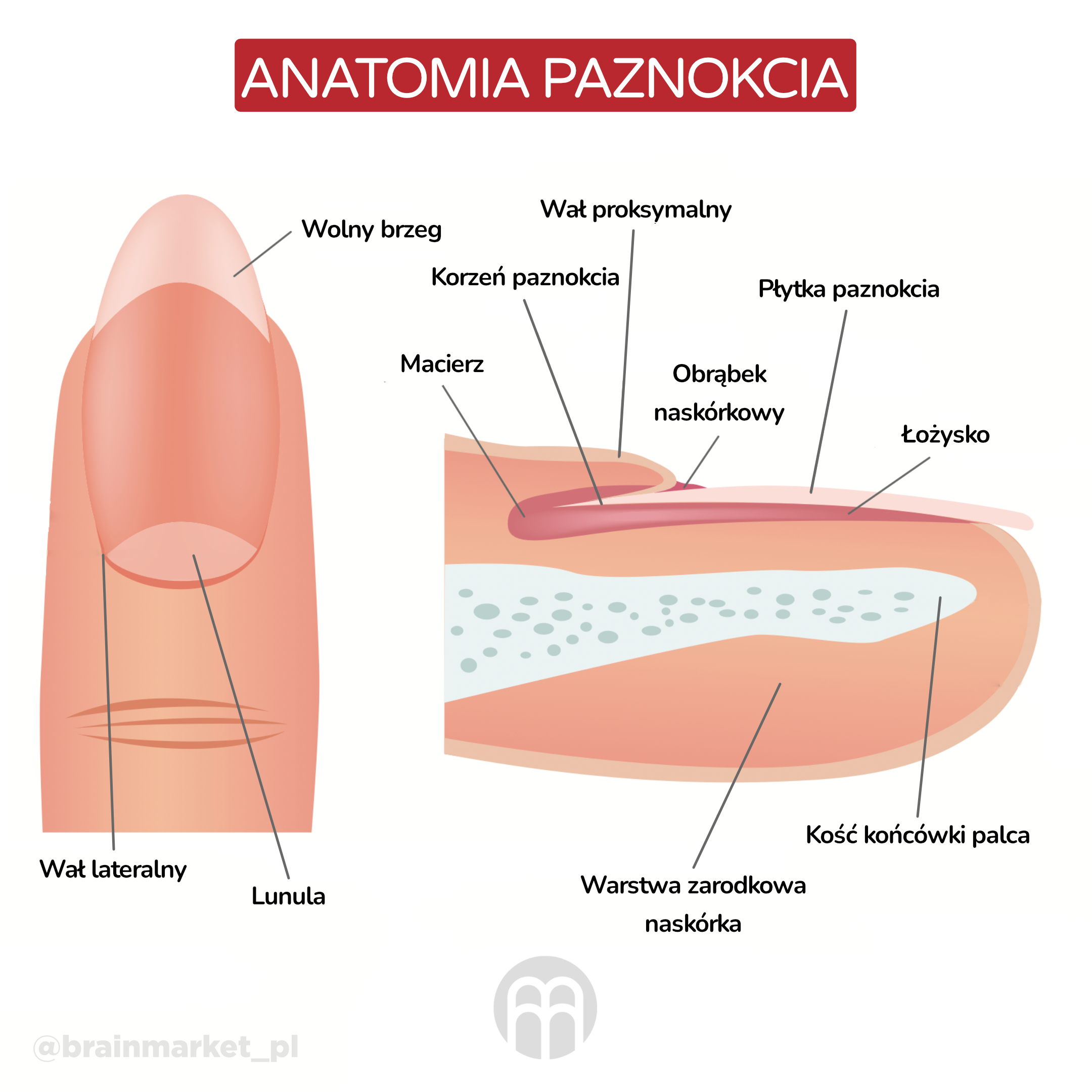anatomie_prstu_ingorfaika_pl